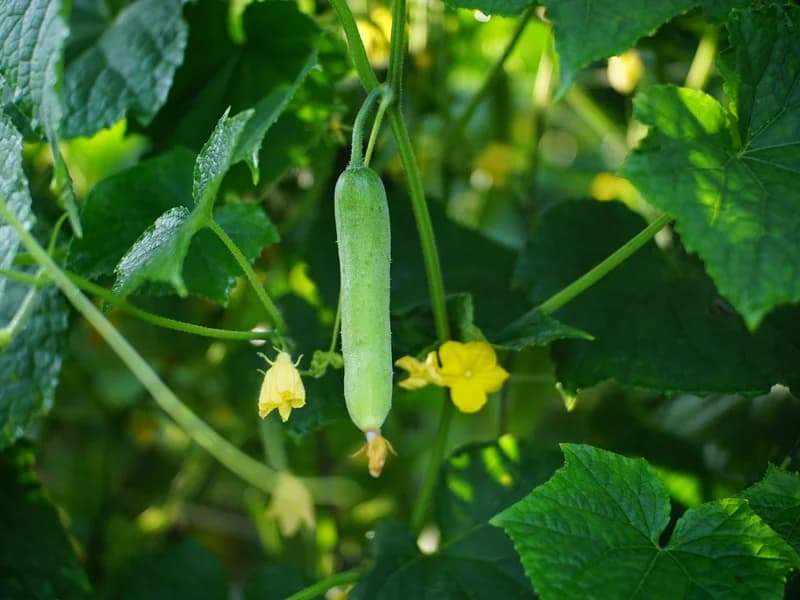 Cucumber