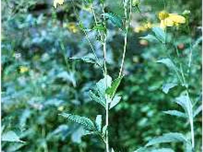 Cutleaf Coneflower