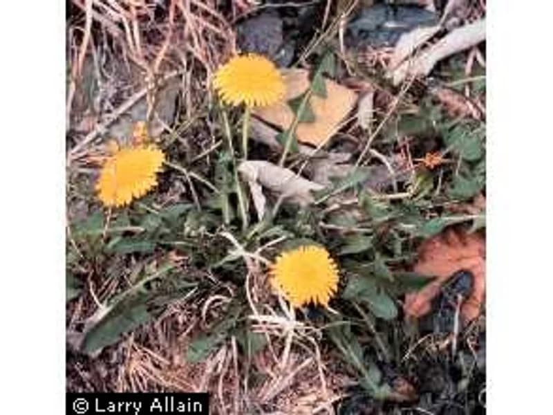Dandelion