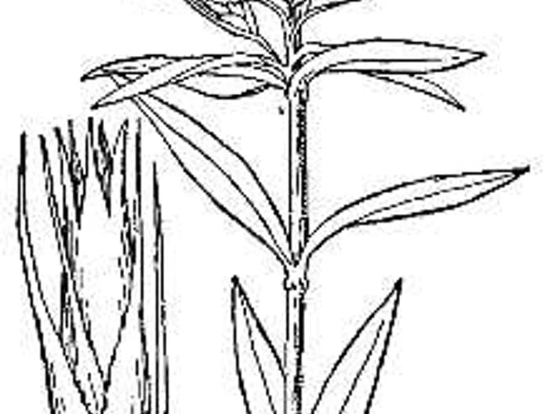Dianthus Barbatus Sweet William