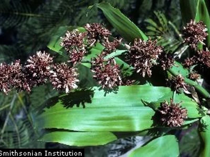 Dracaena Fragrans