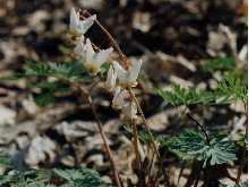 Dutchman's Breeches