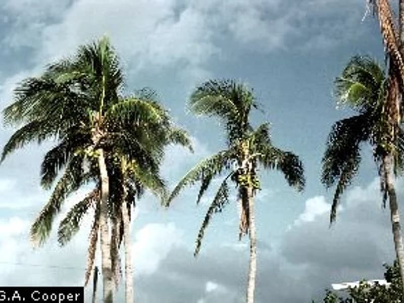 Dwarf Coconut Palm