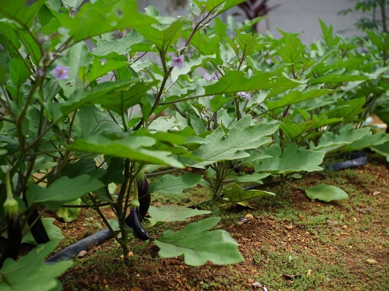 Eggplant