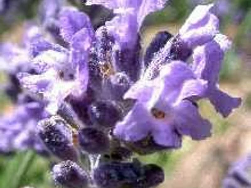 Ellagance Purple