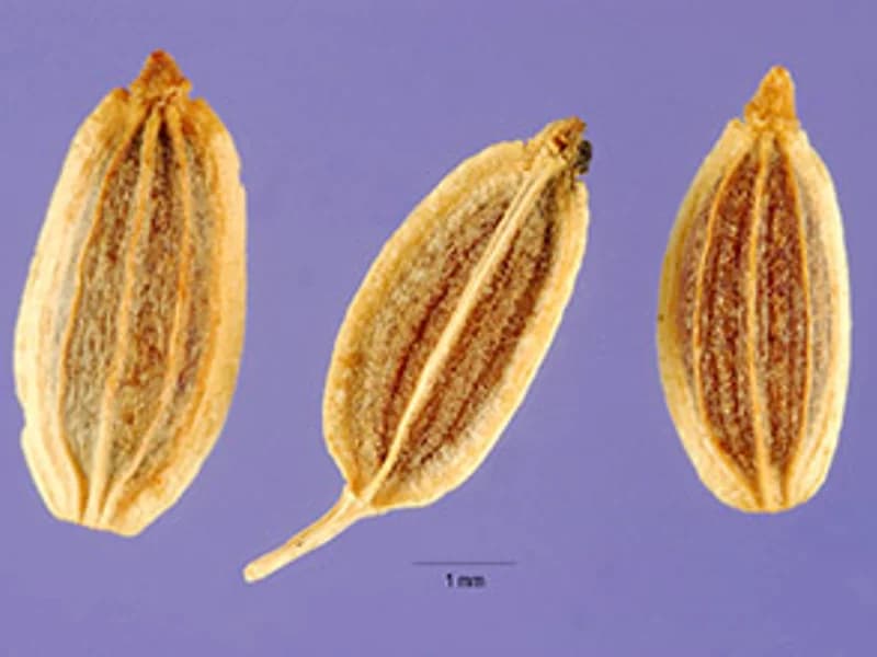 Fernleaf Dill