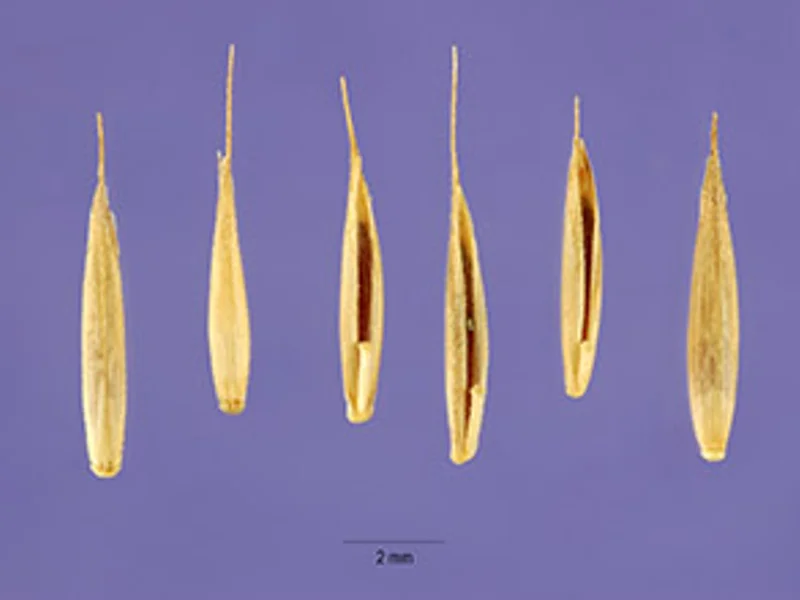 Fine Fescue
