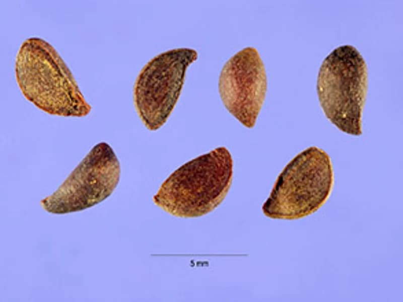 Flowering Pear Chanticleer
