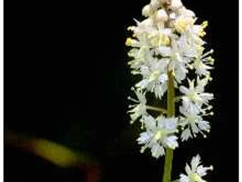 Foamflower