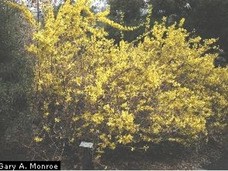 Forsythia