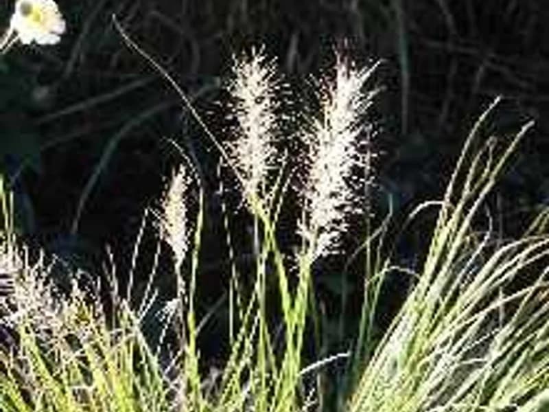 Fountain Grass