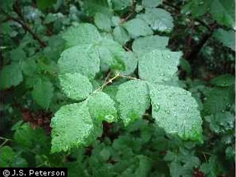 Fragrant Sumac