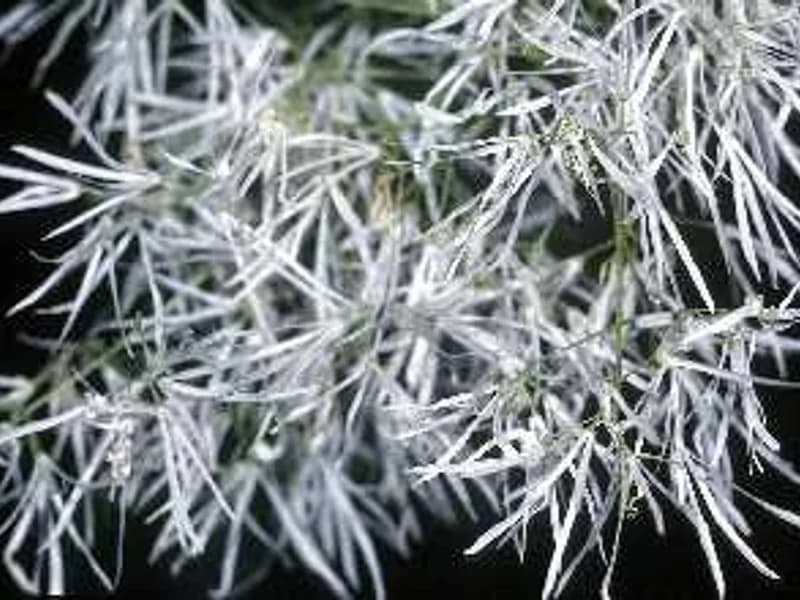 Fringe Tree