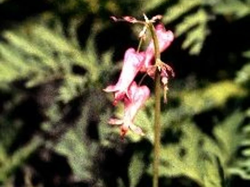 Fringed Bleeding Heart