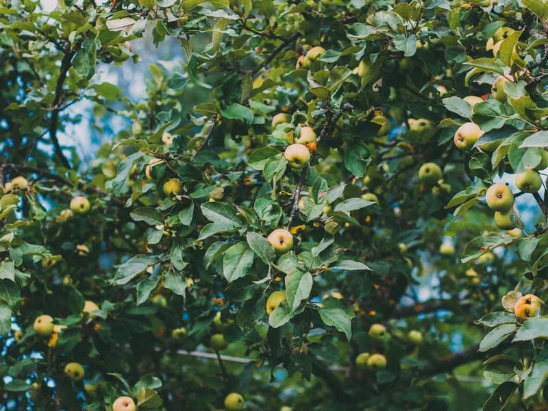 Fruit Tree