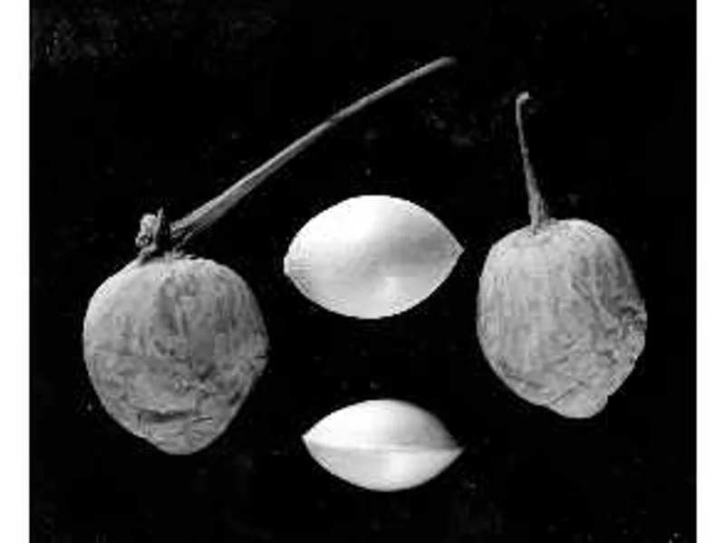 Ginkgo