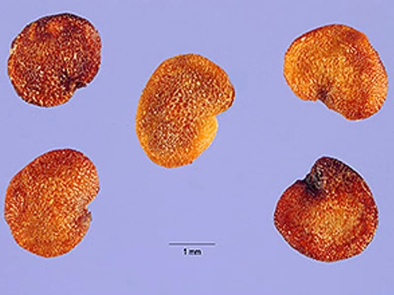 Goji Berry (Wolfberry)