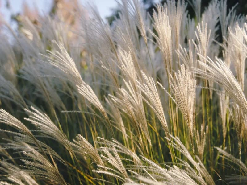 Grass