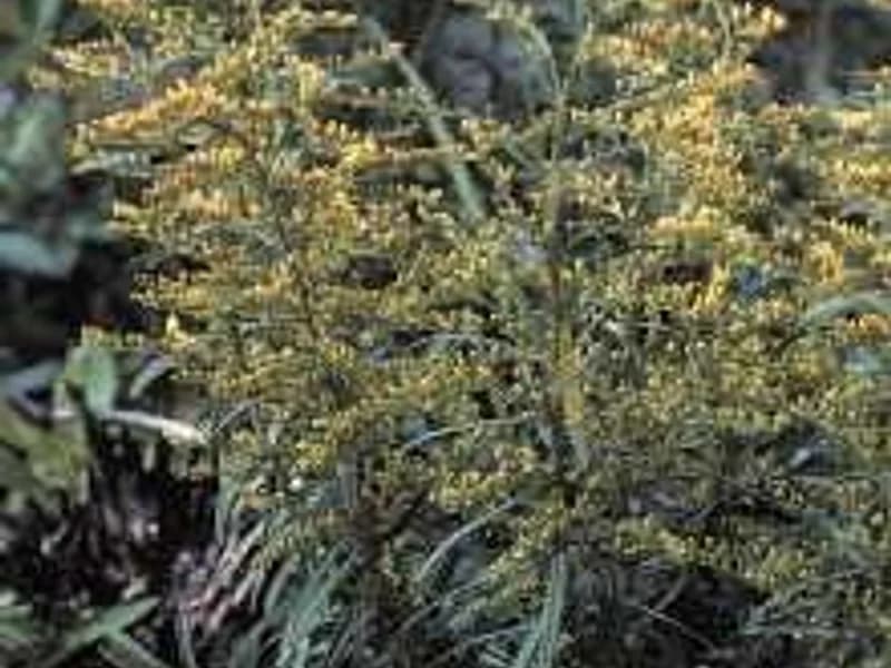 Gray Goldenrod