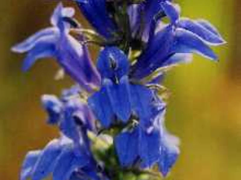 Great Blue Lobelia