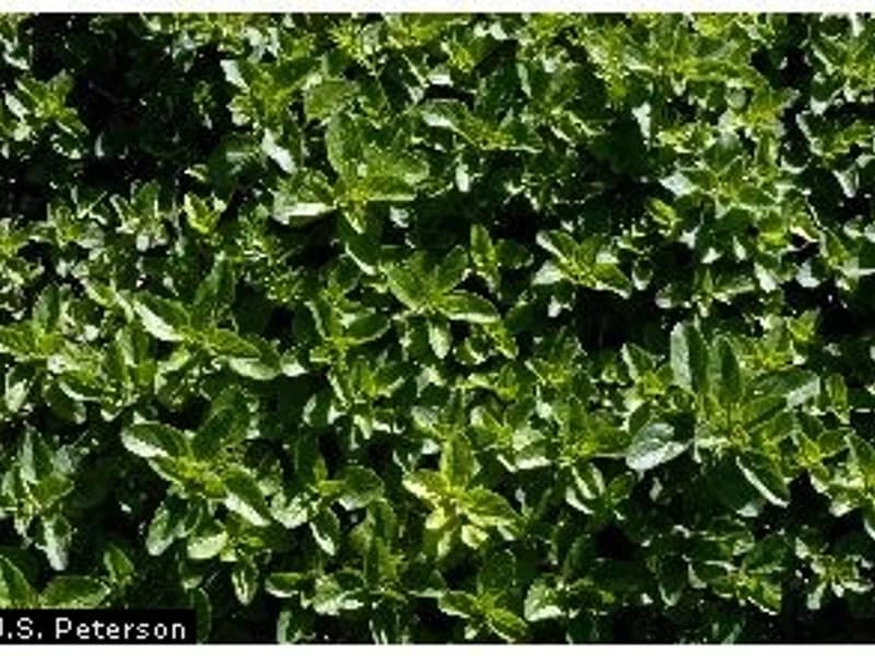 Greek Oregano