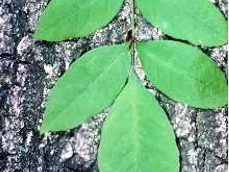 Green Ash