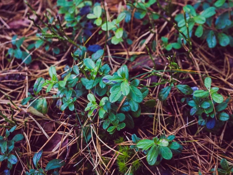Ground Cover