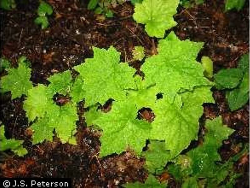 Hairy Alumroot