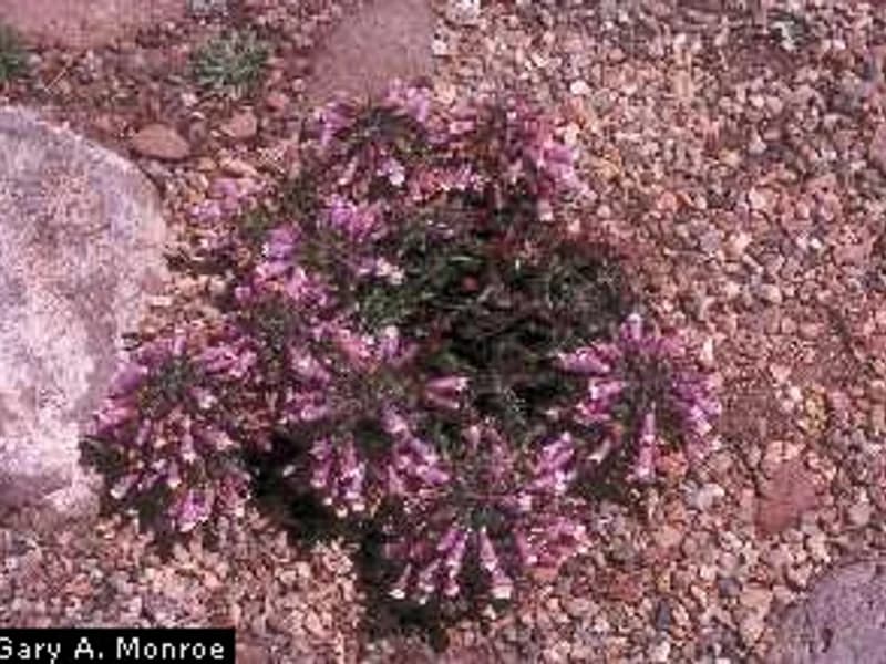 Hairy Beardtongue