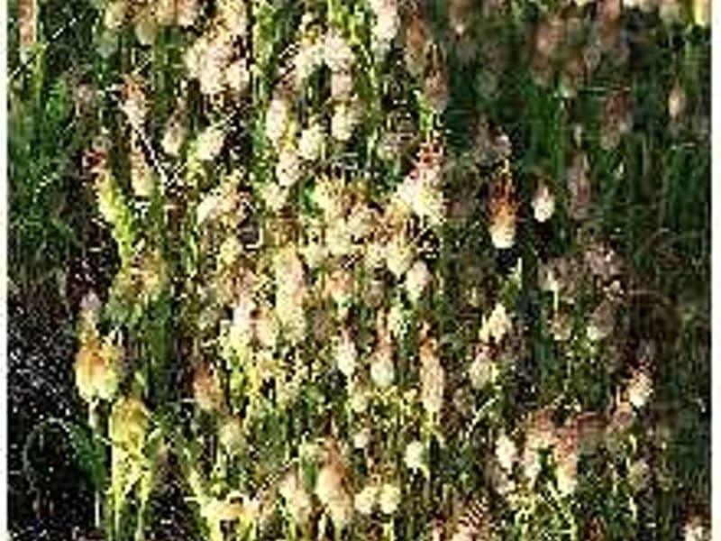 Hare's Tail Grass