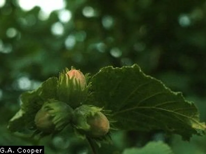 Hazelnut (Jefferson)