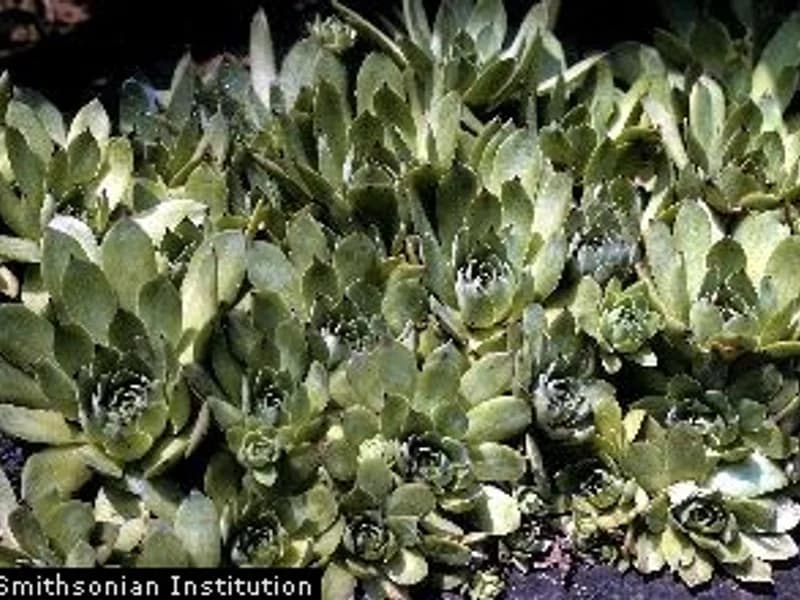 Hen and Chicks