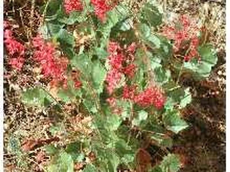 Heuchera (Coral Bells)