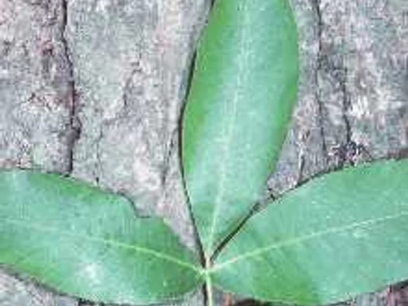 Hickory (Lakota)