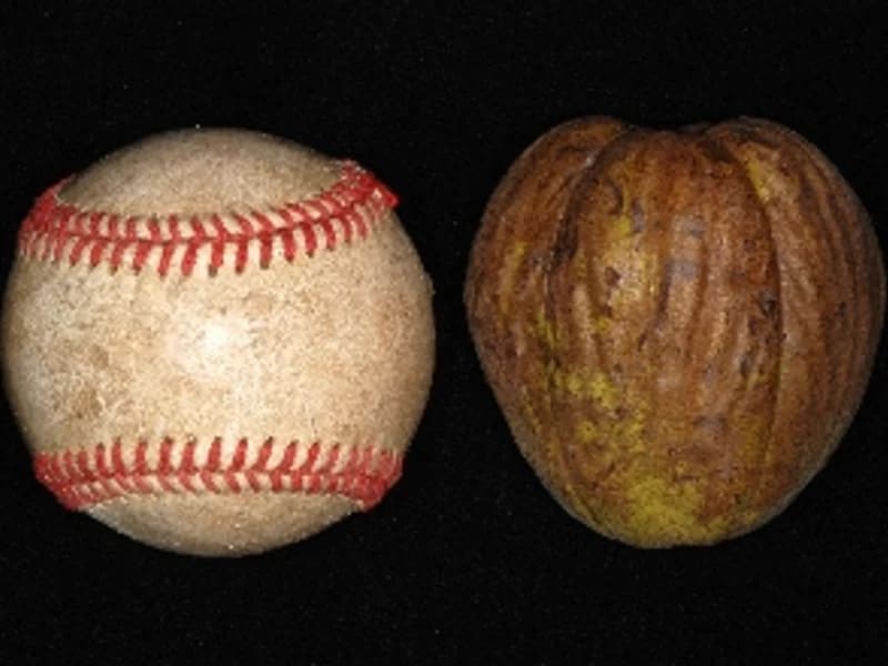 Hickory (Shellbark)