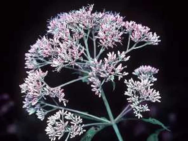 Hollow Joe-Pye Weed