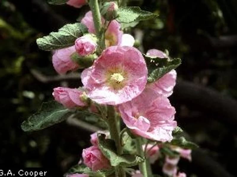 Hollyhock Chater's Double Mix