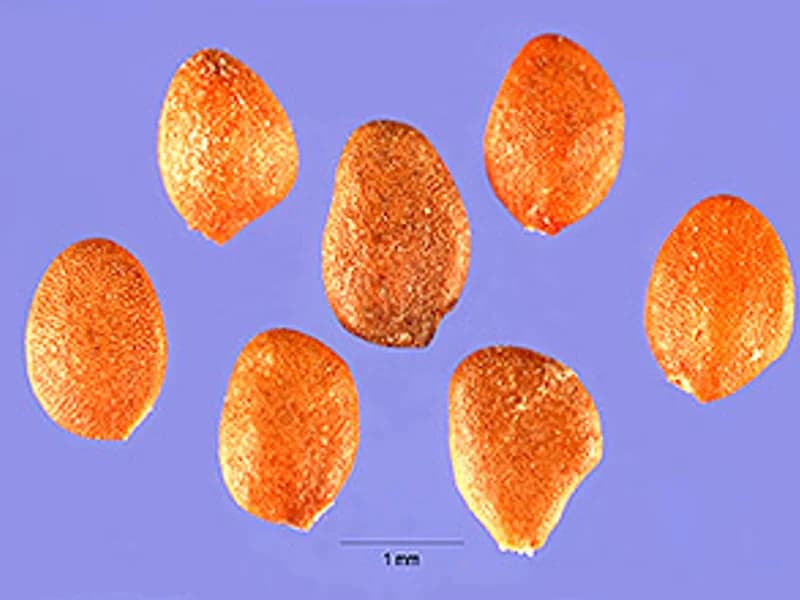Honeyberry (Haskap)