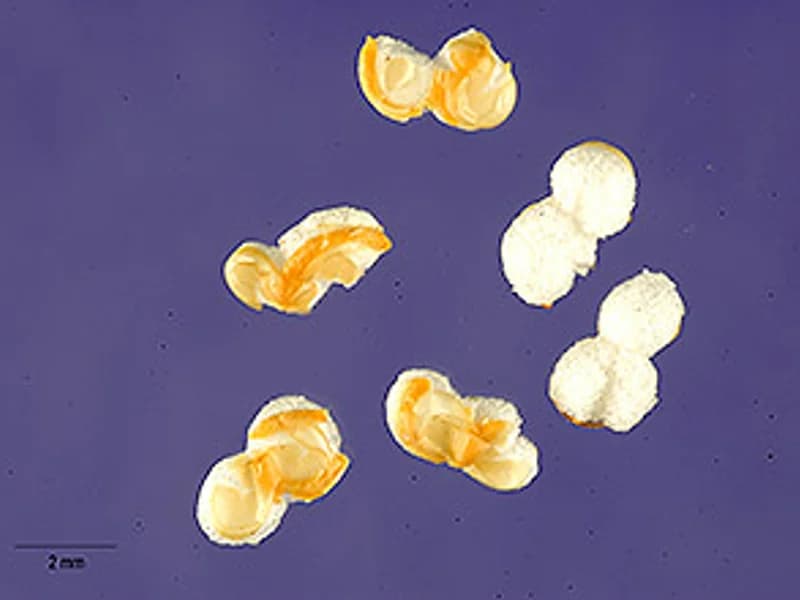 Hot Biscuits
