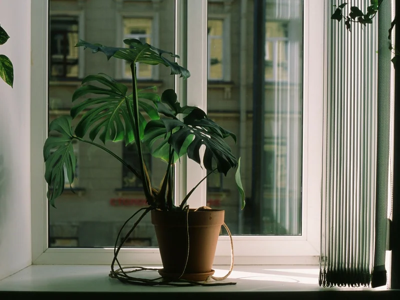 Houseplant