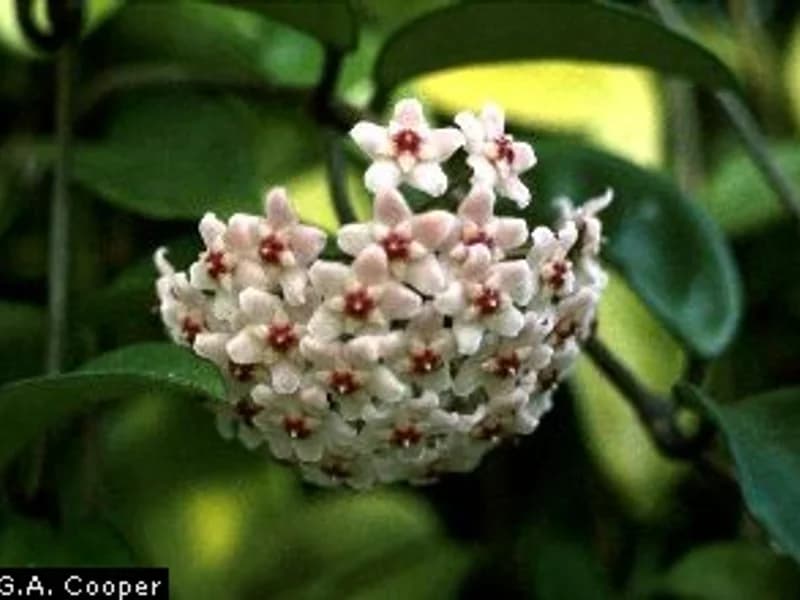 Hoya Carnosa