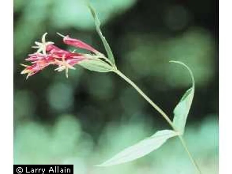 Indian Pink