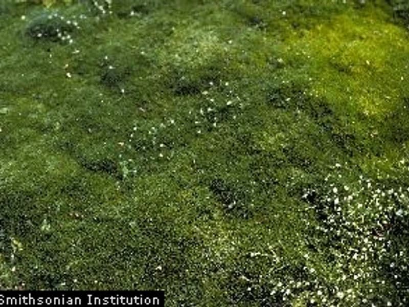 Irish Moss