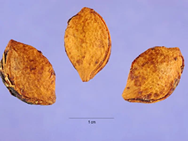 Italian Prune Plum