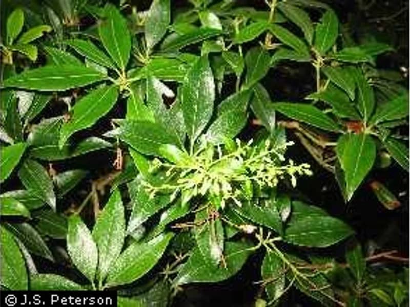 Japanese Pieris
