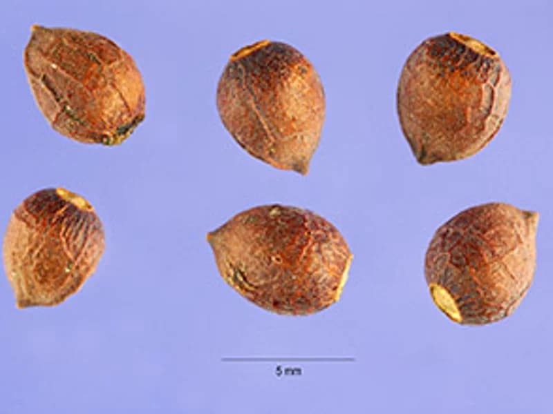 Japanese Yew