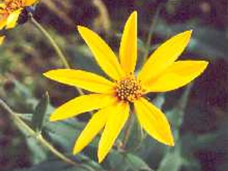 Jerusalem Artichoke