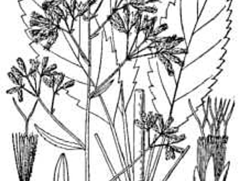 Joe-Pye Weed