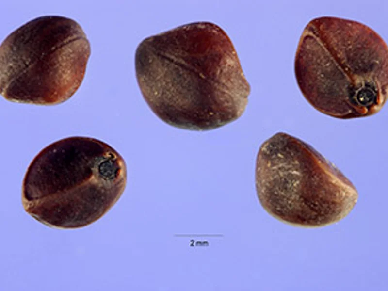Kolibri Purple Sweet Potato
