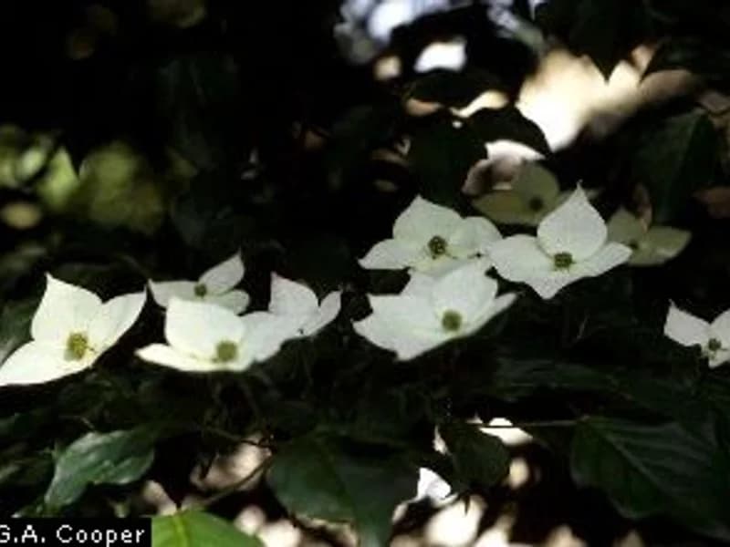 Kousa Dogwood
